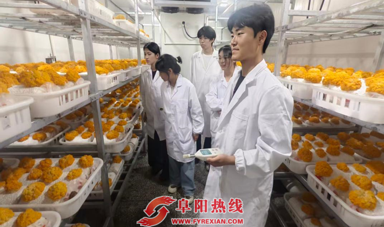 科技赋能金耳产业，“金荷科技”撬动乡村振兴新路径