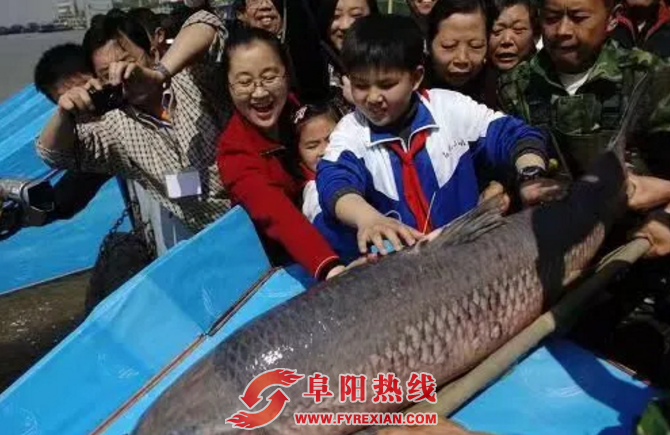 安徽宣布皖江全面禁捕！