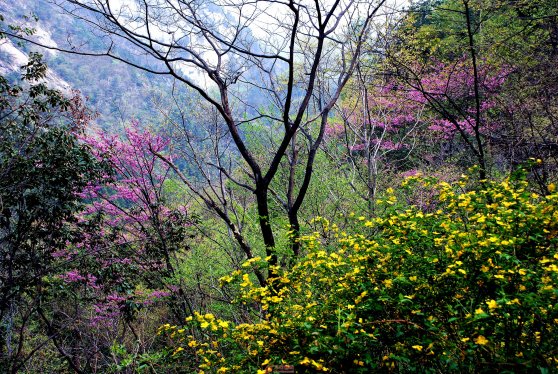 清明小长假     探春天堂寨