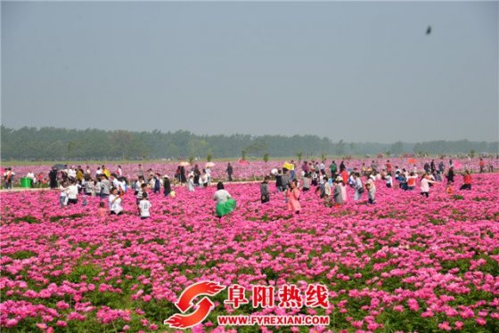 界首市举办第二届芍花文化艺术节