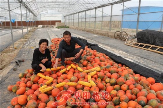 阜南县会龙菜农夫妇新创意 南瓜玉米拼五星