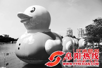 阜阳文峰公园展示15米高充气鸭