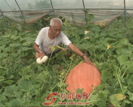万源种植专业合作社培育出超级巨型南瓜