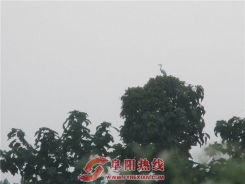 白鹭在界首的第二故乡----新马集镇刘尧村