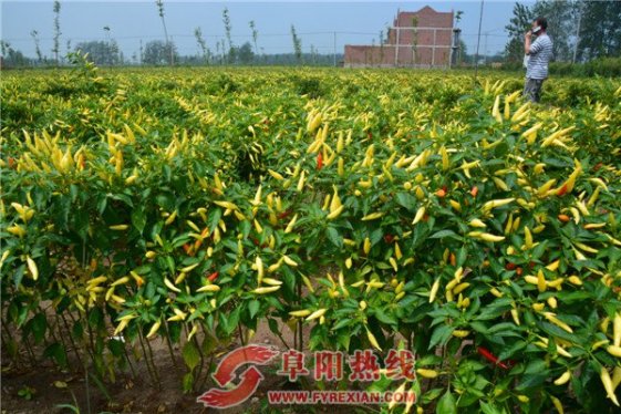 火辣辣的事业----太和县坟台镇千亩辣椒丰收在望