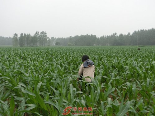 界首市舒庄镇农民适时追施肥料保丰收