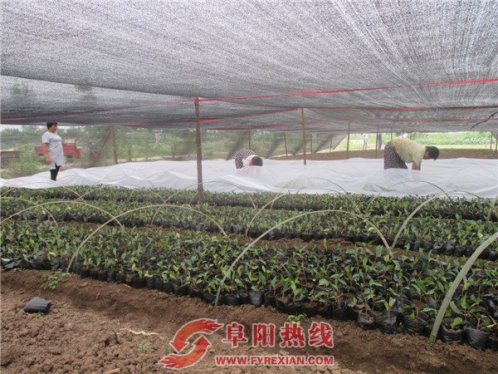 界首市新马集：外出学习取“真经”  发展苗木惠乡邻