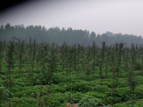 王集彭湖村：美丽乡村让农民更幸福