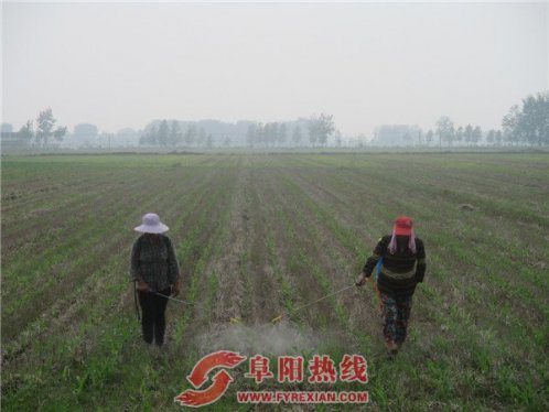 界首市新马集镇积极做好夏季作物田间管理