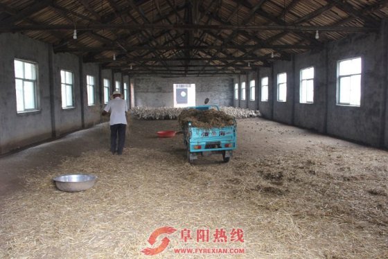 界首西城秸秆养殖日渐壮大