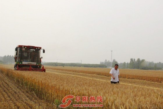 界首西城小麦抢收拉开帷幕