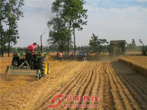 界首市新马集镇4万亩小麦全面开始收割