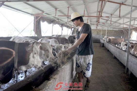 芦村镇：养殖场小麦秸秆的好去处