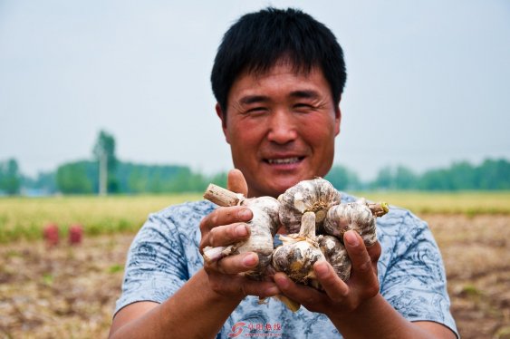 种植大蒜奔富路