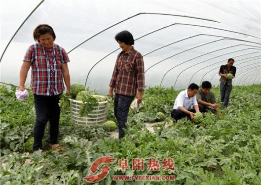 初夏特有的田园风光