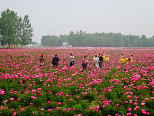 界首芦村千亩芍药花开正当时