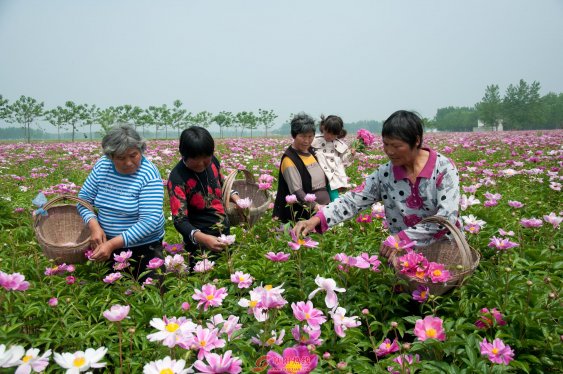 千亩芍花绽放致富梦