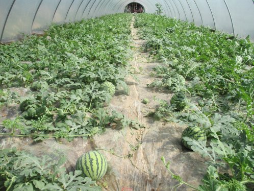 界首市新马集镇土地流转结硕果