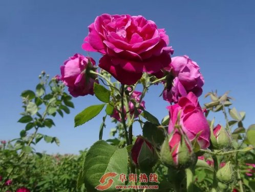 界首市王集镇：玫瑰采摘正当时