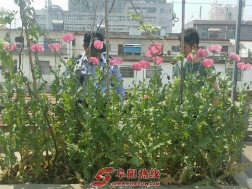 界首西城依法铲除非种植罂粟200余株