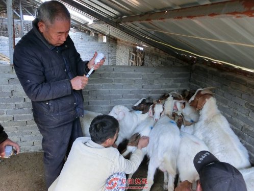 界首市舒庄镇防疫员走村入户为养殖户编织安全网