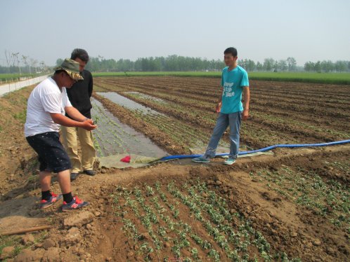 界首市新马集：菊花育苗正当时