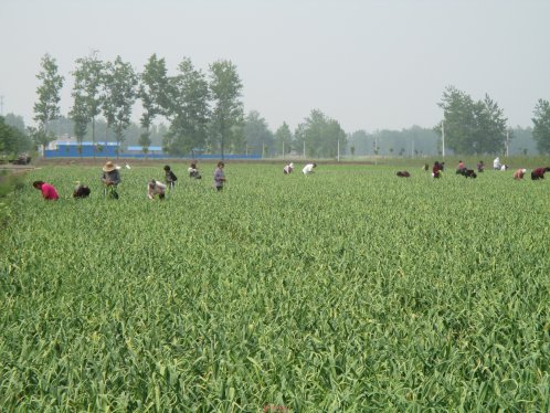 界首市新马集：种植大蒜获丰收