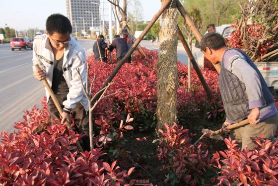 阜南筹资270余万绿化富陂大道景观建设