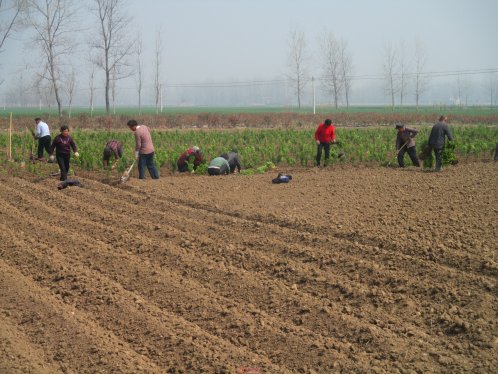 界首市新马集镇苗木种植向精细化迈进