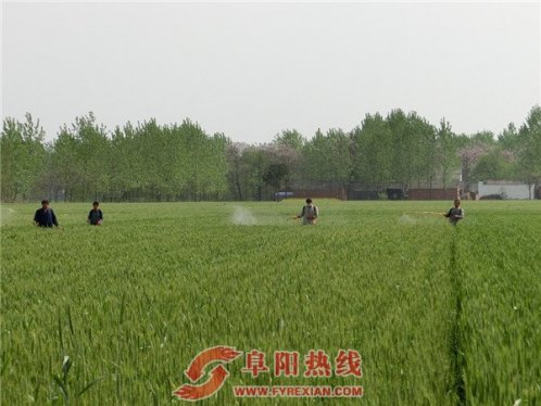 界首舒庄镇小麦“一喷三防”全覆盖确保夏粮高产丰收