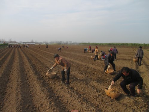 界首新马集 |  调整农业产业结构   发展中药材种植
