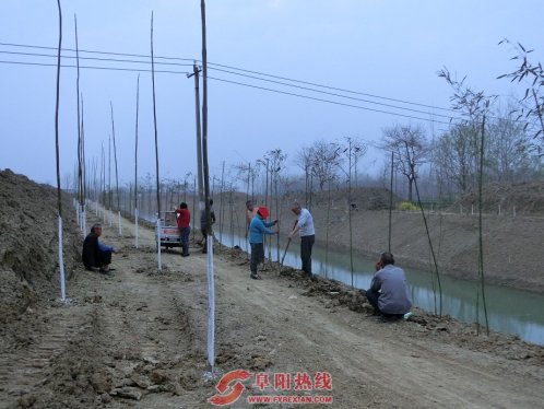 界首市舒庄镇  植树绿岸河道处处皆风景