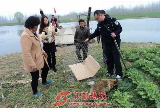 界首成功救助放生一只省一级保护野生动物