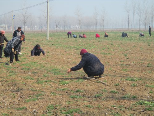 春季管护杭芍育苗