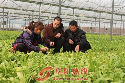 阜南县会龙镇菜农节后充电备春耕