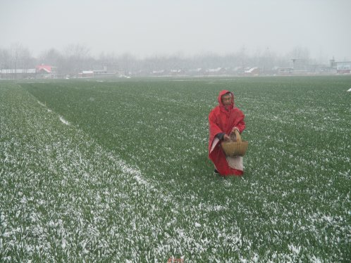 瑞雪兆丰年  小麦田管忙