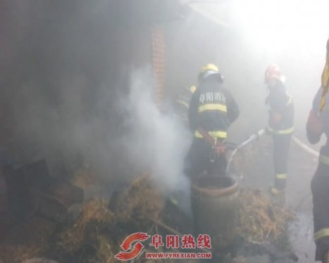 阜阳一养牛棚饲料着火  十余头牛火里逃生（图）