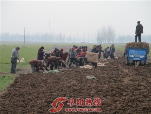 桔梗喜获丰收   界首土地流转促进特色种植