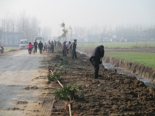 界首市新马集：大力开展植树造林提升农村环境整治水平