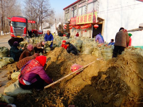 界首芦村镇大力发展中药材种植业促群众致富
