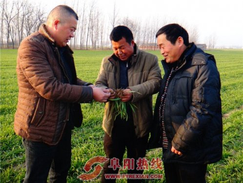 界首芦村镇：3万余亩小麦 长势喜人