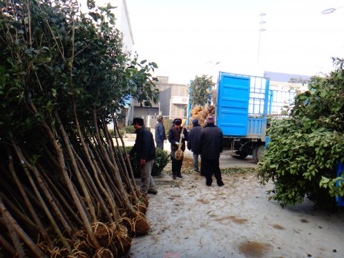 界首芦村镇购置风景树打造新环境 美化新家园