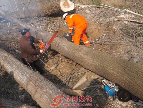 阜阳一男子砍树不慎被原木压死