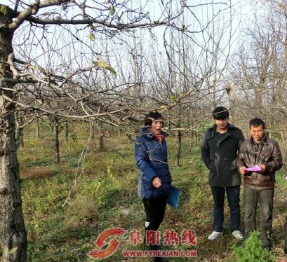 界首舒庄镇：冬季防治果树病虫害正当时