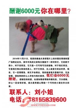悬赏6000元寻狗 孝顺女儿全城再求助