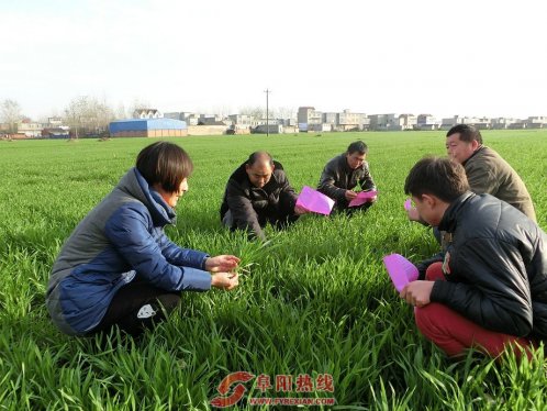 界首舒庄镇农技员深入地头指导冬季小麦田间管理