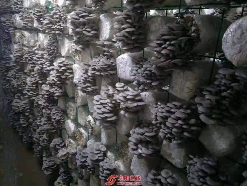 脱贫路上汗水洒  小康路上欢乐多——阜阳脱贫攻坚成果实地见闻