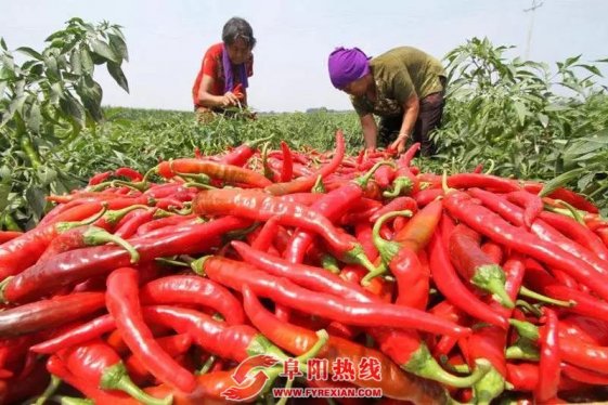 阜南县会龙镇闫庙村正式加盟浙江省鲁家村乡村振兴战略促进会