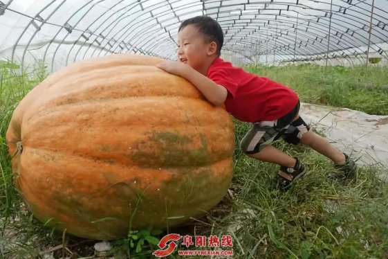 360斤！阜阳超级大南瓜，两个小孩抱不过来