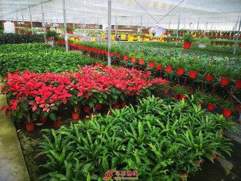 新闻战线大练兵|太和县招商引得“凤”来栖，助力全县脱贫攻坚